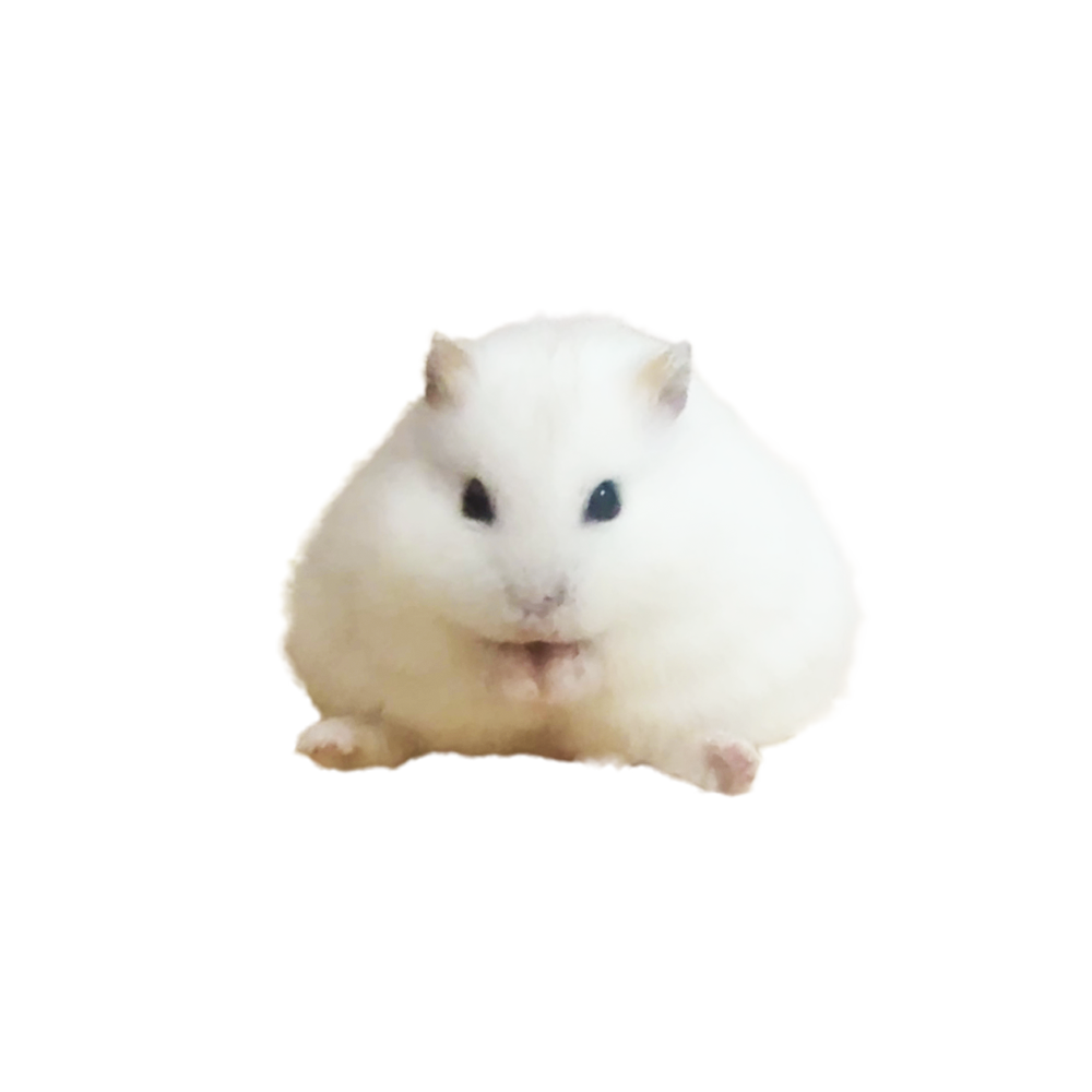 ぽてちのメイン写真